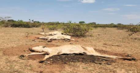 Fazenda com 8,8 mil bois firma TAC ap&oacute;s mortes e sinais de desnutri&ccedil;&atilde;o