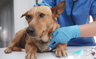 Cachorro andando torto? Sinal pode ser alerta para AVC em pets Cachorro andando torto? Sinal pode ser alerta para AVC em pets