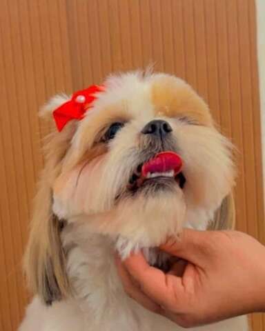 Fam&iacute;lia busca shih-tzu que ajuda crian&ccedil;a com TDAH e oferece R$ 500