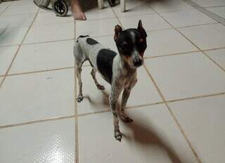 Pinscher Juca perdeu o tutor e agora neta pede ajuda para ach&aacute;-lo 