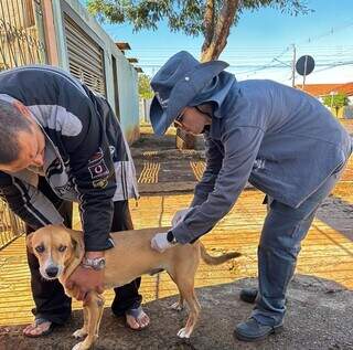 Praça do Coophasul terá vacinação gratuita de cães e gatos neste domingo Praça do Coophasul terá vacinação gratuita de cães e gatos neste domingo