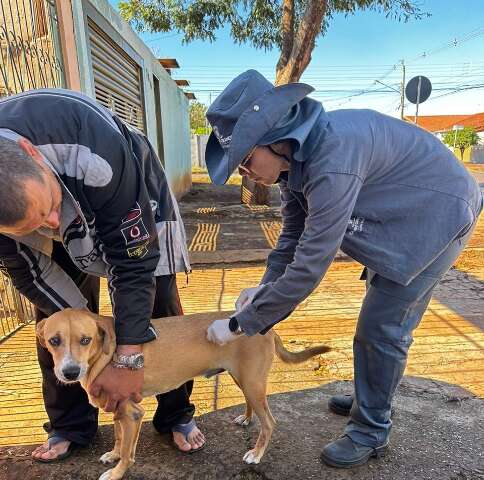 Pra&ccedil;a do Coophasul ter&aacute; vacina&ccedil;&atilde;o gratuita de c&atilde;es e gatos neste domingo