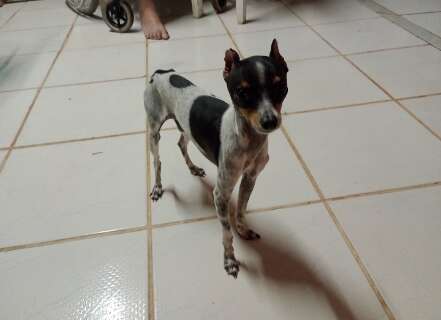 Pinscher Juca perdeu o tutor e agora neta pede ajuda para ach&aacute;-lo 