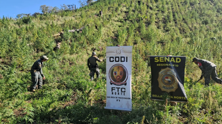 Plantação que renderia 48 toneladas de maconha é destruída na fronteira Plantação que renderia 48 toneladas de maconha é destruída na fronteira