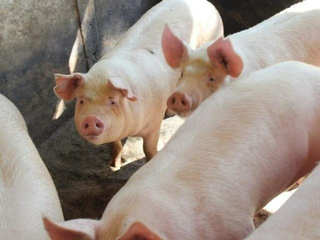 Acordo com China amplia exportação de suínos e mira US$ 100 milhões Acordo com China amplia exportação de suínos e mira US$ 100 milhões