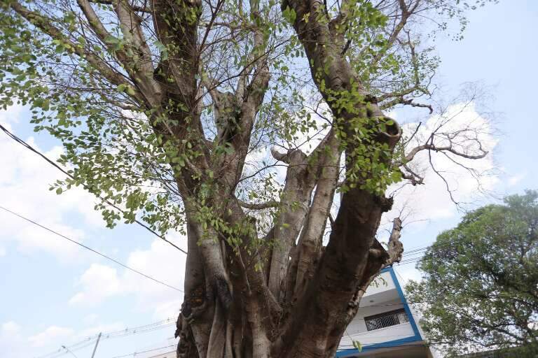Campo Grande News
