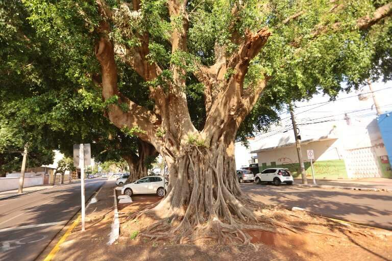 Campo Grande News