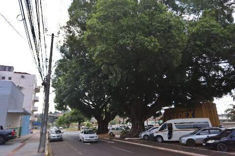 Figueiras hist&oacute;ricas ganham novas gera&ccedil;&otilde;es pelas m&atilde;os da ci&ecirc;ncia