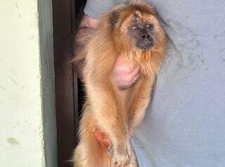 Moradores resgatam macaco que passeava em fiação elétrica no Tiradentes Moradores resgatam macaco que passeava em fiação elétrica no Tiradentes