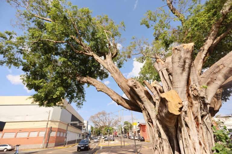 Campo Grande News