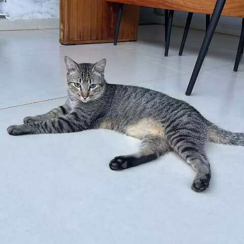 Tutora oferece recompensa para encontrar o gatinho Ant&ocirc;nio