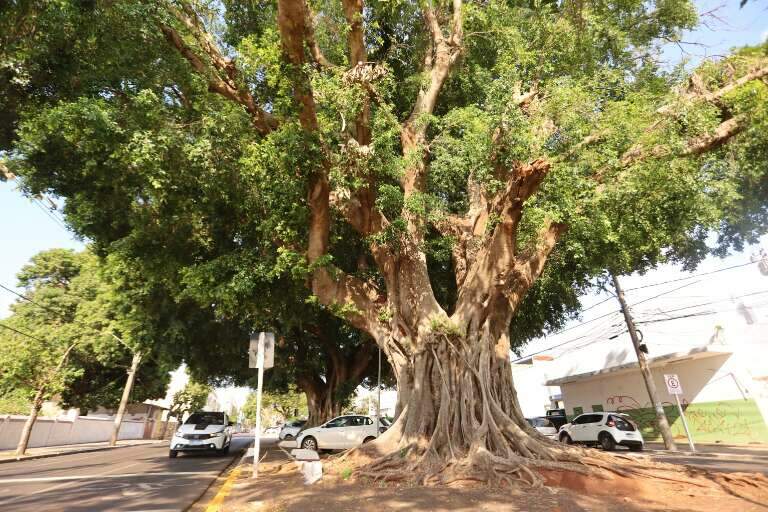 Campo Grande News