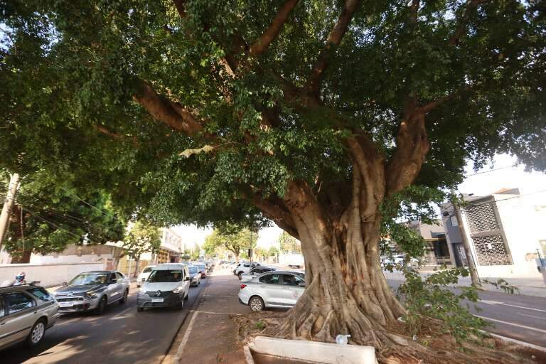 Campo Grande News
