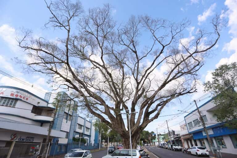 Campo Grande News