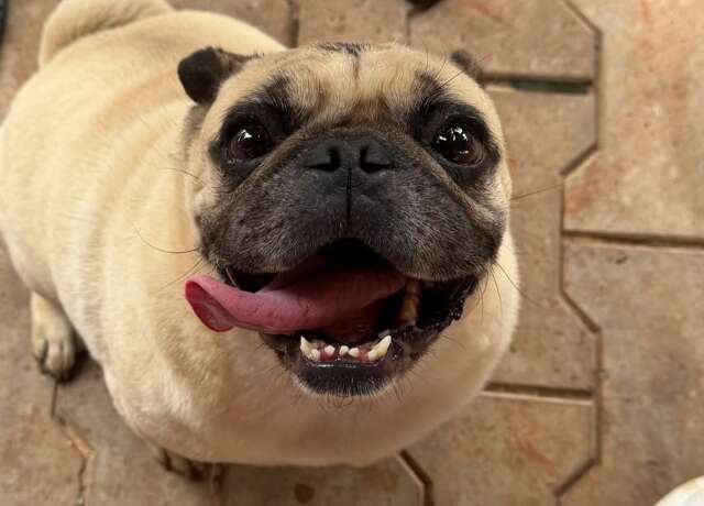 Moradores procuram tutor de pug que apareceu em um condom&iacute;nio na Rua Santana 