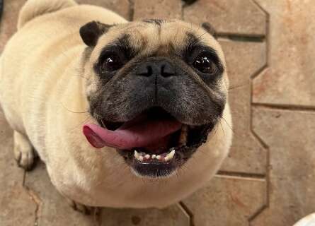 Moradores procuram tutor de pug que apareceu em um condom&iacute;nio na Rua Santana 