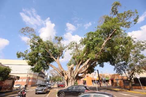Figueiras hist&oacute;ricas ganham novas gera&ccedil;&otilde;es pelas m&atilde;os da ci&ecirc;ncia