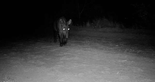Antas, lobos e on&ccedil;as encontram ref&uacute;gio em reserva no leste de MS