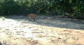 Antas, lobos e onças encontram refúgio em reserva no leste de MS Antas, lobos e onças encontram refúgio em reserva no leste de MS