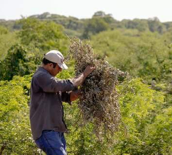 Com sensa&ccedil;&atilde;o de 50 &deg;C, agricultores mudam rotina em assentamento