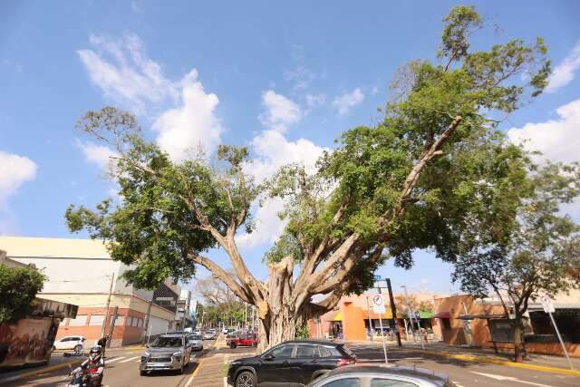 Figueiras hist&oacute;ricas da Mato Grosso ganham novas gera&ccedil;&otilde;es pelas m&atilde;os da ci&ecirc;ncia