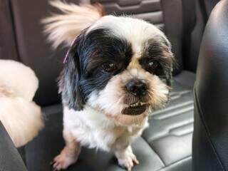 Viu a Pipoca? Shih-tzu de 5 anos desaparece no Giocondo Orsi Viu a Pipoca? Shih-tzu de 5 anos desaparece no Giocondo Orsi