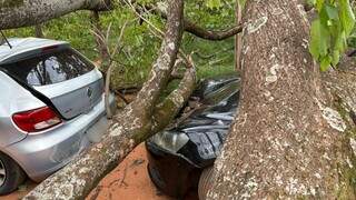 Ipê de 7 metros cai e destrói dois carros durante ventania em Campo Grande Ipê de 7 metros cai e destrói dois carros durante ventania em Campo Grande