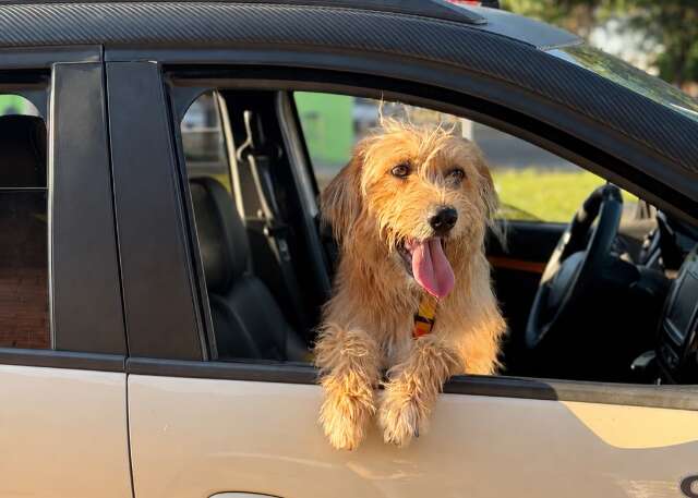 Seu cachorro pode morrer de calor; veja os sinais que exigem socorro