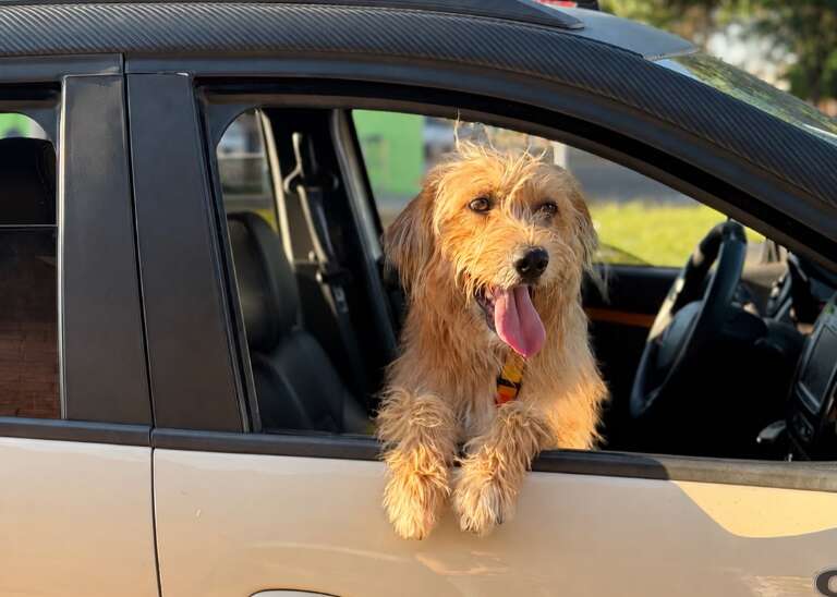 Seu cachorro pode morrer de calor; veja os sinais que exigem socorro
