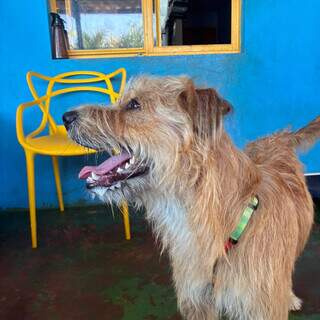 Seu cachorro pode morrer de calor; veja os sinais que exigem socorro Seu cachorro pode morrer de calor; veja os sinais que exigem socorro