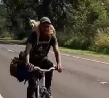 Cadela viaja agarrada ao pesco&ccedil;o do tutor em bicicleta