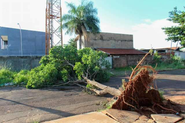 Prefeitura suspende licita&ccedil;&atilde;o de R$ 20,3 milh&otilde;es para poda de &aacute;rvores