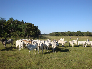Bezerros somem e rastros de caminhão levantam suspeita de furto Bezerros somem e rastros de caminhão levantam suspeita de furto