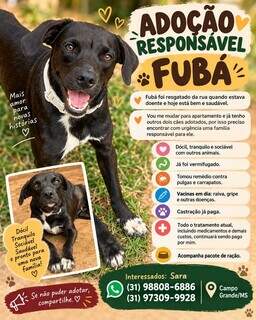 Fubá ganhou uma segunda chance e agora procura uma família Fubá ganhou uma segunda chance e agora procura uma família