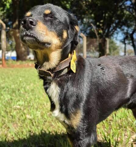 Ap&oacute;s sobreviver a atropelamento, Guerreiro espera por nova fam&iacute;lia