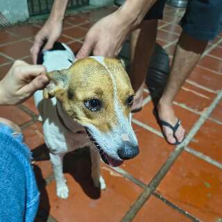 Cachorrinha &eacute; encontrada na entrada da UFMS e espera reencontro com tutores