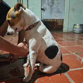 Cachorrinha é encontrada na entrada da UFMS e espera reencontro com tutores Cachorrinha é encontrada na entrada da UFMS e espera reencontro com tutores