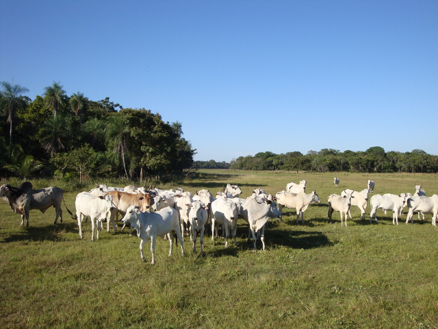 Bezerros somem e rastros de caminh&atilde;o levantam suspeita de furto