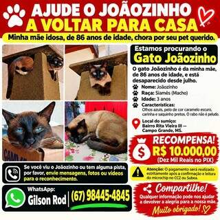 Tutores oferecem R$ 10 mil de recompensa para quem encontrar gatinho siamês Tutores oferecem R$ 10 mil de recompensa para quem encontrar gatinho siamês