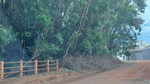 Prefeitura diz que licita&ccedil;&atilde;o ampliar&aacute; manejo de &aacute;rvores