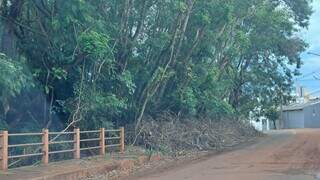 Prefeitura diz que licitação ampliará manejo de árvores Prefeitura diz que licitação ampliará manejo de árvores