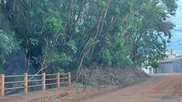 Prefeitura diz que licita&ccedil;&atilde;o ampliar&aacute; manejo de &aacute;rvores