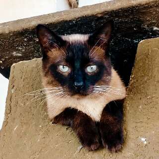 Tutores oferecem R$ 10 mil de recompensa para quem encontrar gatinho siam&ecirc;s