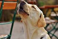 Cachorro que late por tudo pode estar vivendo uma rotina de estresse