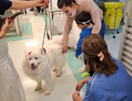 Projeto volunt&aacute;rio com c&atilde;es alegra pacientes no Hospital Universit&aacute;rio 