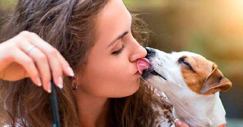 Seu cachorro te enche de lambidas? Saiba quando se preocupar