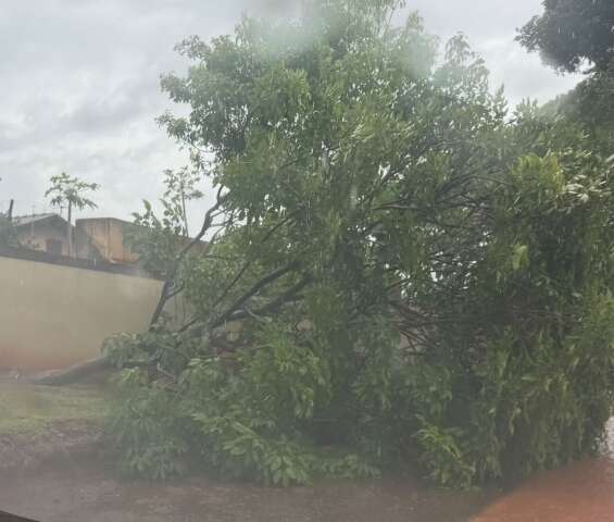 Chuva derruba &aacute;rvore e interdita parte de rua no Pioneiros 