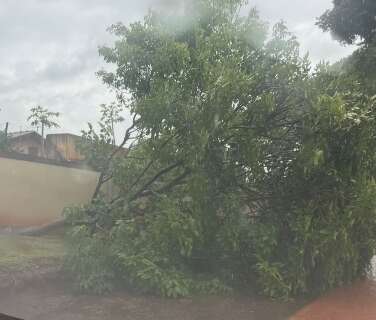 Chuva derruba &aacute;rvore e interdita parte de rua no Pioneiros 