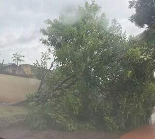 Chuva derruba &aacute;rvore e interdita parte de rua no Pioneiros 