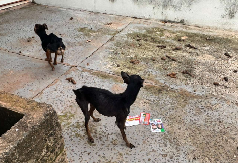 Vendedor &eacute; preso em flagrante por manter dois c&atilde;es desnutridos